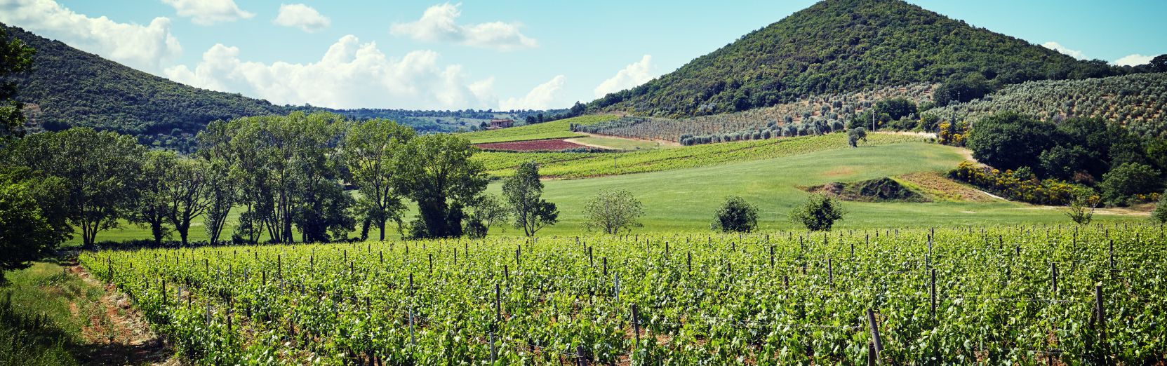 Weinregion Bordeaux