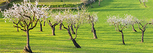 Mallorca zur Mandelblüte