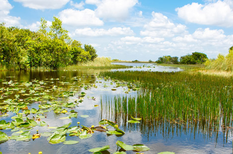 Everglades Nationalpark in Florida