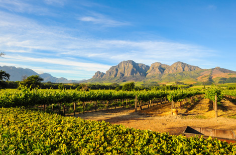 Weingüter in Stellenbosch