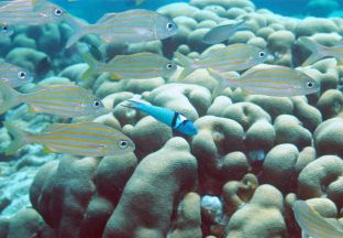 Fische Curacao Hato Flughafen