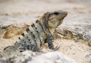 Iguana Cancun Flughafen