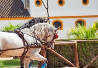 Pferd Jerez de la Frontera