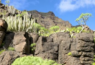 Valle Gran Rey la Gomera