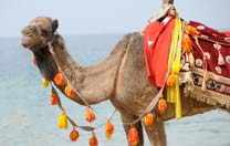 Kamel in der Türkei